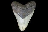 Large, Fossil Megalodon Tooth - North Carolina #75541-1